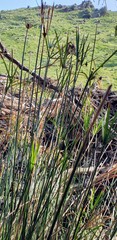 Cyperus vaginatus