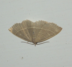 Trisateles emortualis