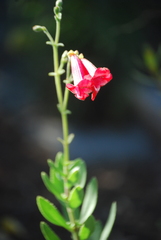 Penstemon baccharifolius