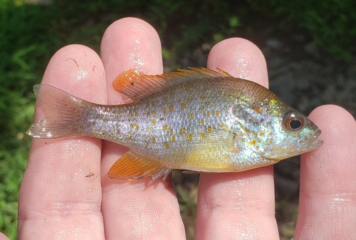 Orangespotted Sunfish