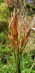 Cyperus vaginatus
