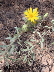 Heterotheca fulciens