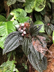 Bertolonieae