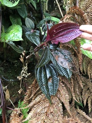 Bertolonieae