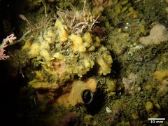 Hymeniacidon perlevis