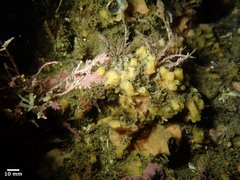 Hymeniacidon perlevis