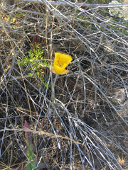 Calochortus weedii