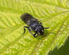 Hylaeus verticalis