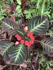 Corytoplectus cutucuensis