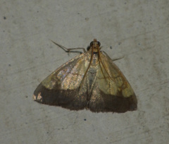 Evergestis limbata
