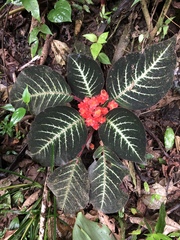 Corytoplectus cutucuensis