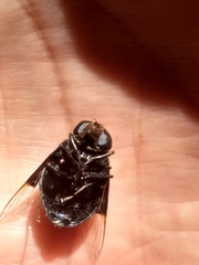 Copestylum mexicanum