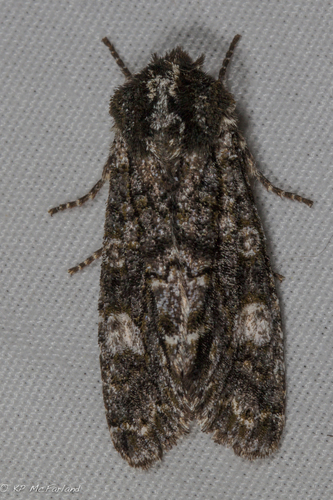 Copivaleria grotei