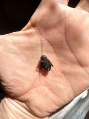 Copestylum mexicanum