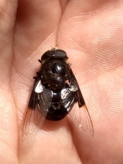 Copestylum mexicanum