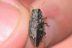 Chrysobothris scabripennis