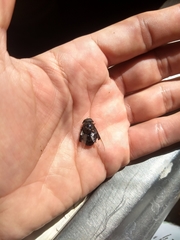 Copestylum mexicanum