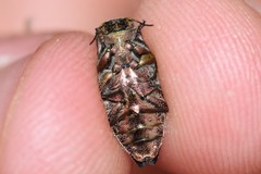 Chrysobothris scabripennis