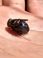 Copestylum mexicanum