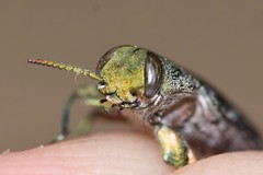 Chrysobothris scabripennis