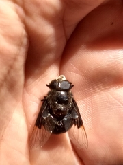 Copestylum mexicanum