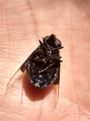 Copestylum mexicanum