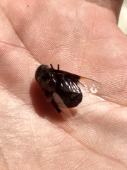 Copestylum mexicanum