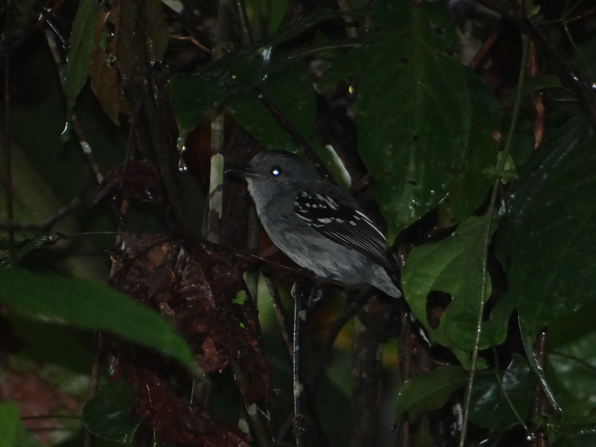Natterer's Slaty-Antshrike illustration