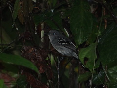 Thamnophilus stictocephalus