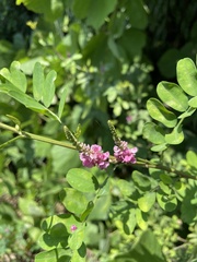 Indigofera pseudotinctoria