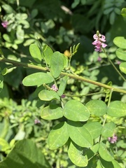 Indigofera pseudotinctoria