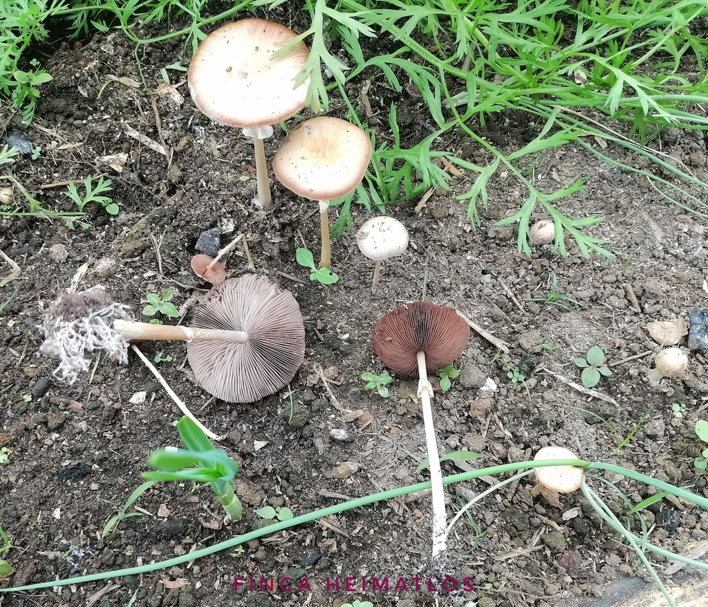 Agrocybe rivulosa · July 2020 · photo: © heimatlos (iNaturalist, cc0)