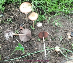 Agrocybe rivulosa