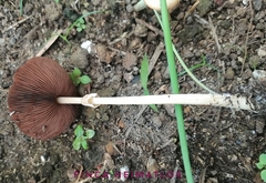 Agrocybe rivulosa