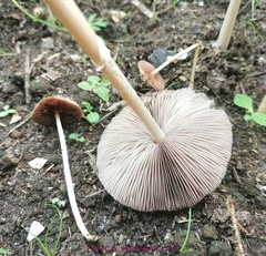 Agrocybe rivulosa