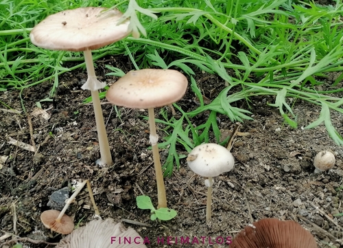 wrinkled fieldcap