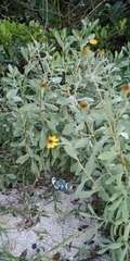 Borrichia frutescens image