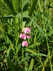 Lathyrus sylvestris