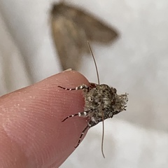 Syngrapha rectangula