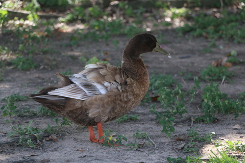 Domestic Mallard photographed in Louisiana