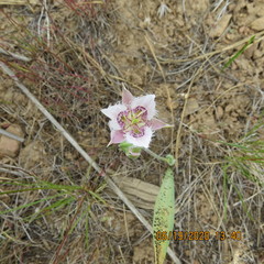 Calochortus lyallii
