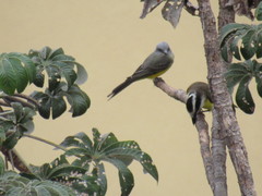 Tyrannus melancholicus