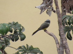 Tyrannus melancholicus