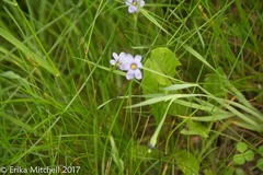 Sisyrinchium mucronatum