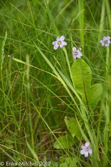 Sisyrinchium mucronatum