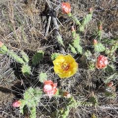 Opuntia × columbiana