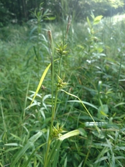 Carex folliculata