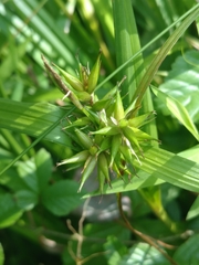 Carex folliculata