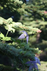 Clematis occidentalis grosseserrata
