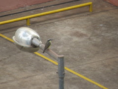 Megarynchus pitangua